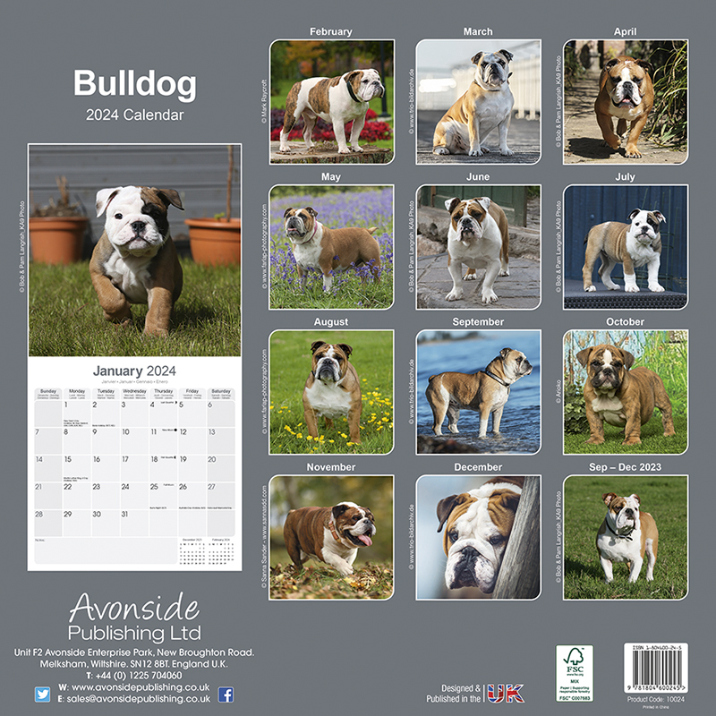 Bulldog Calendar 2024 (Square) Dogs Naturally